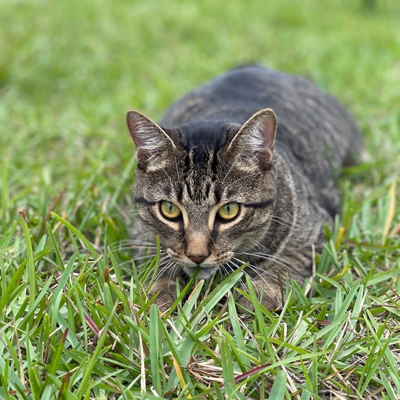 This is Nugget! - Picture 5 of 9